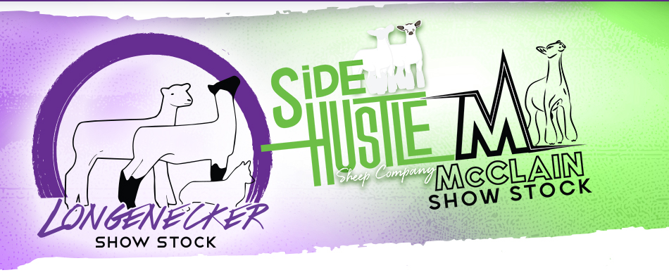 Longenecker Show Stock - Side Hustle Sheep Company - McClain Show Stock