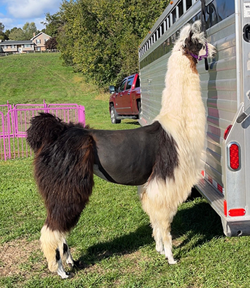 Ollendick Farms Zesty