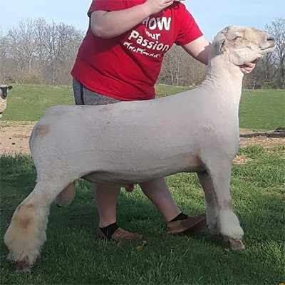 Bocephus