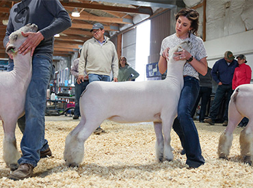 Longnecker Showstock Winners