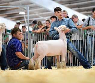 Longnecker Showstock Winners